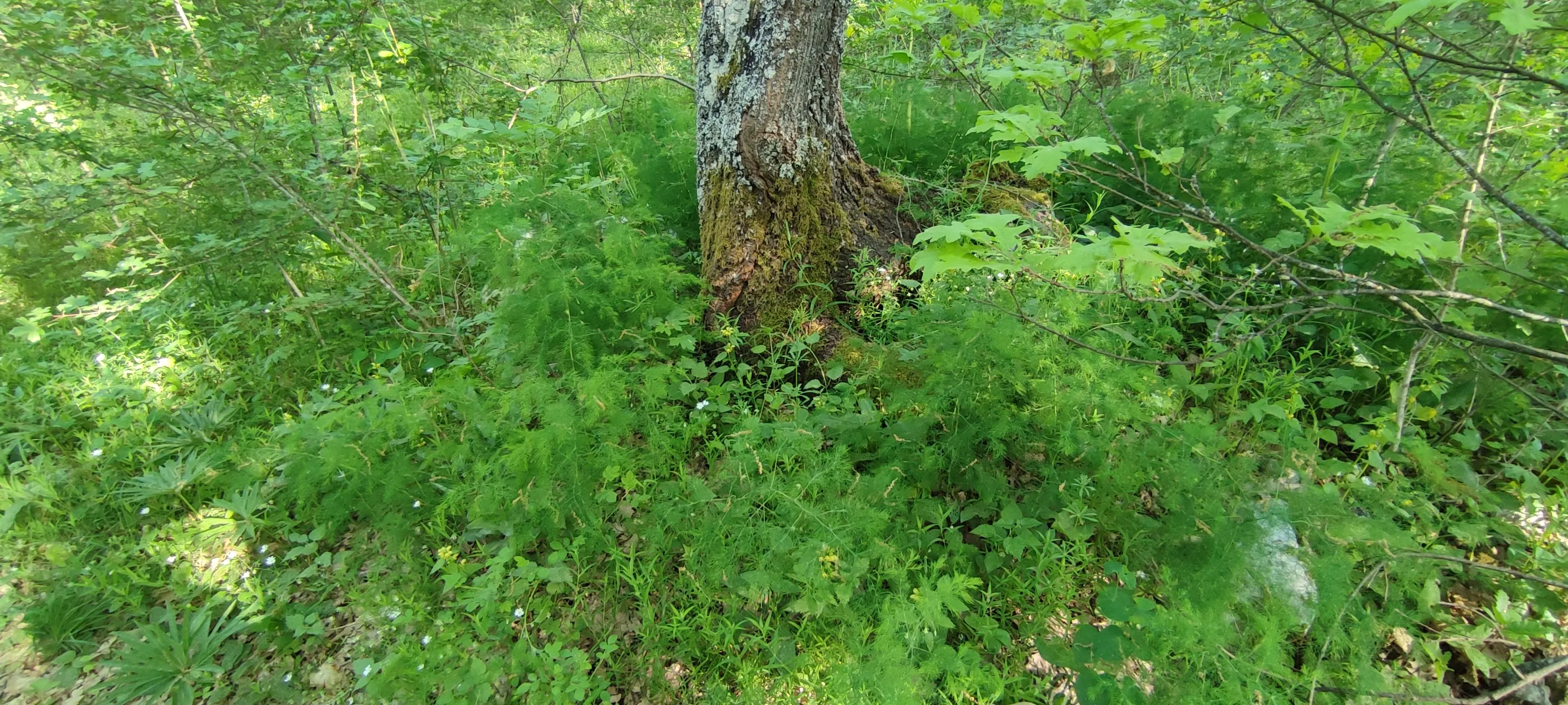sparoga-2